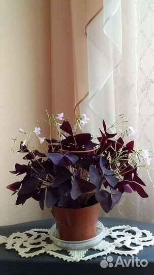 Комнатные цветы кислица