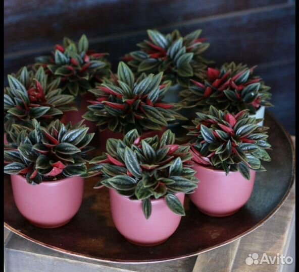 Пеперомия Россо, туполистная