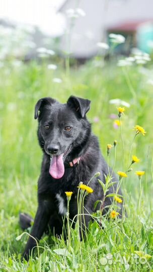 Собака в дар в добрые руки
