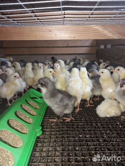 Продаю птицу суточные и подросковую