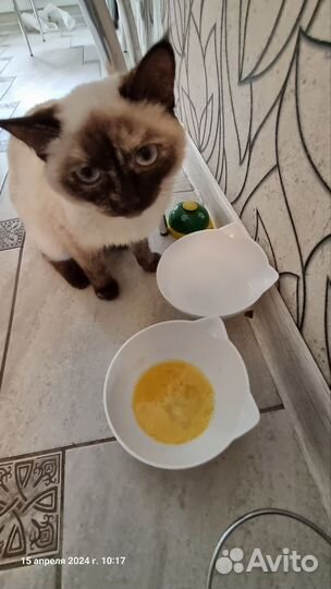 Кошечка в добрые руки