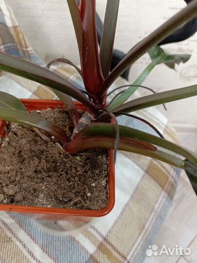 Филодендрон