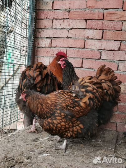 Инкубационное яйцо микс пород