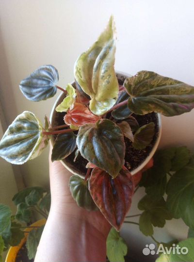 Пеперомия разные сорта