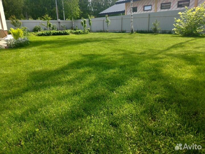 Посевной газон. Озеленение участка