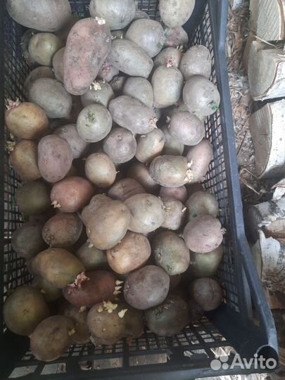 Семенной картофель гала