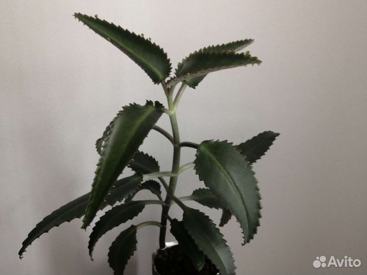 Чихунчик Каланхоэ