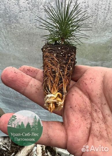 Сеянцы зкс Сосна окс Ель Лиственница Горная