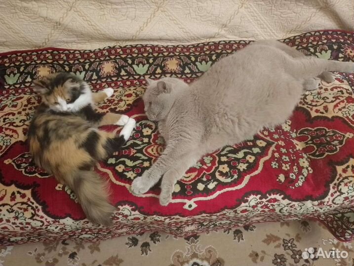 Кошка в дар бесплатно