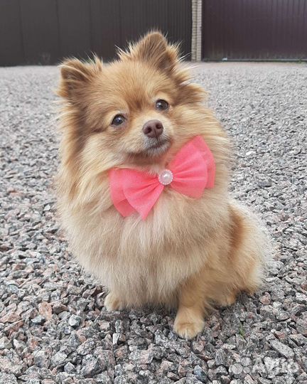 Аксессуары для собак