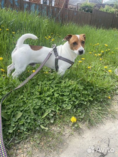 Джек Рассел терьер