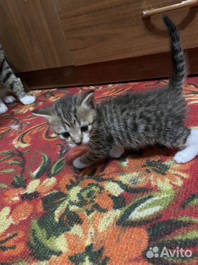 Котики в добрые руки