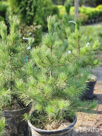 Кедр сибирский