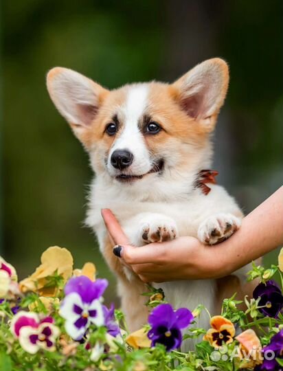 Вельш-корги пемброк девочка