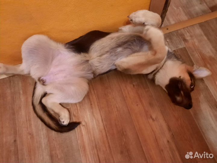 Немецкая овчарка