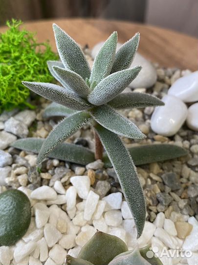 Флорариум в вазе шар