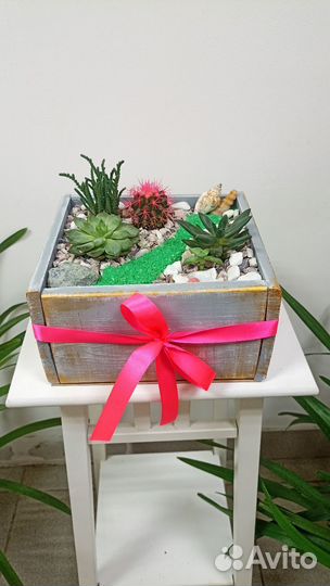 Фитобоксы из суккулентов