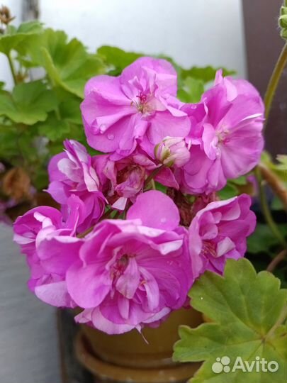 Герань пеларгония зонартик