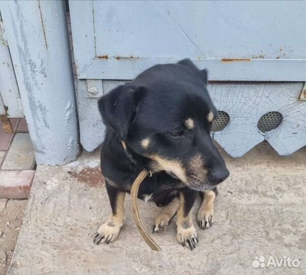 Щенок в добрые руки бесплатно