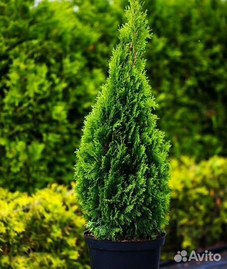 Туя Смарагд