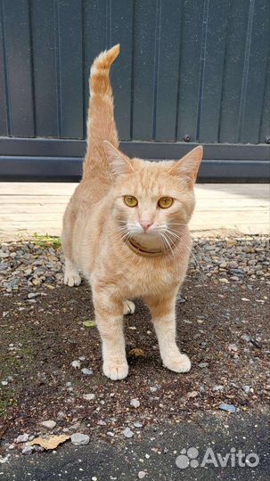 Кошки в добрые руки