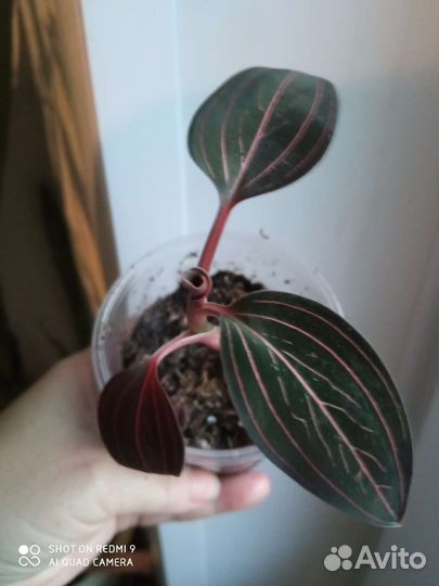 Аглаонема двух видов