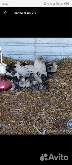 Цыплята суточные несушки породистые