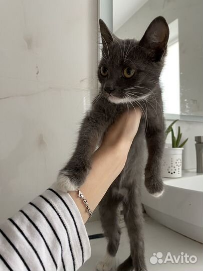 Котенок девочка в добрые руки