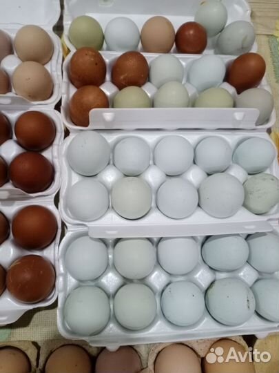 Инкубационное яйцо несушек и мясояичных пород