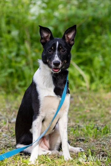 Лари ищет свою семью Собака в добрые руки