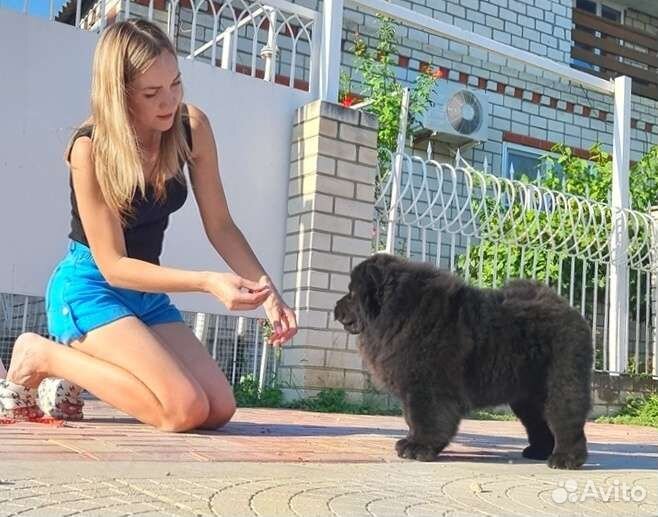 Чёрная Чау-чау