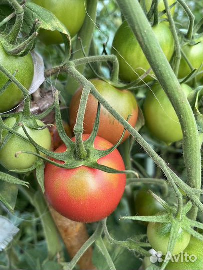 Помидоры,огурцы