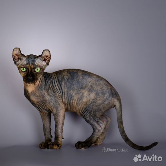 Котята сфинкс эльф