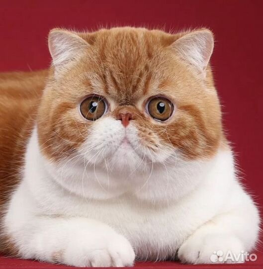 Котята экзот