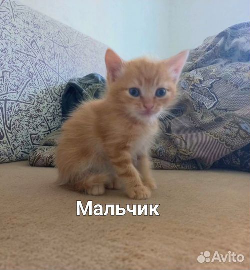 Котята 2 месяца рыжие