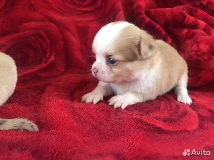 Чихуахуа девочка