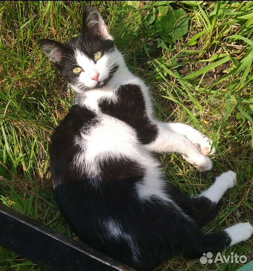 Котики бесплатно