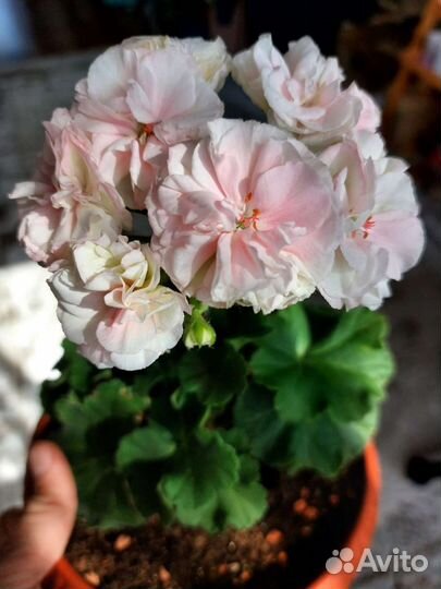 Пеларгония герань сортовая (коллекционная) разные