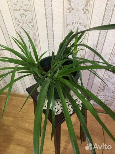 Бильбергия