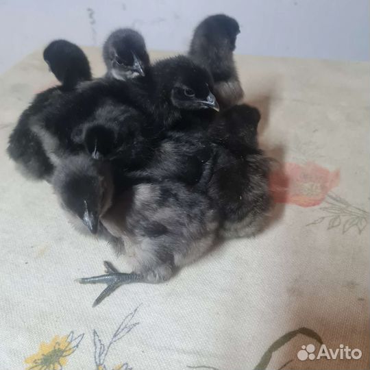 Семейка ухейлюй