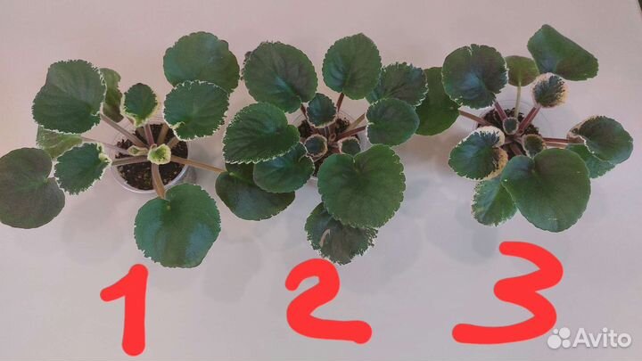 Сортовые фиалки(сенполии)