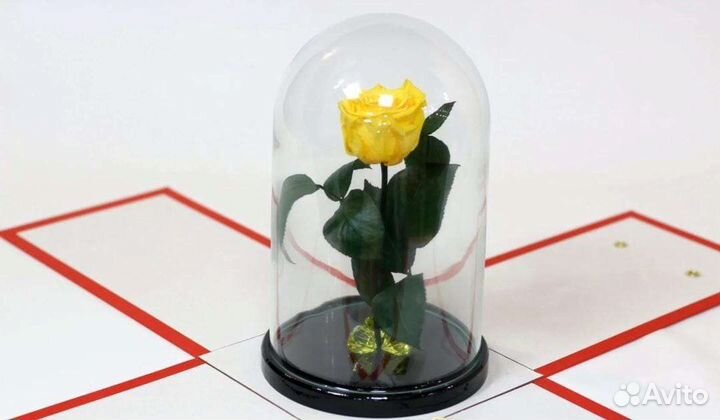 Живая роза в колбе