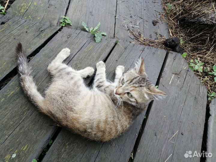 Отдам котенка