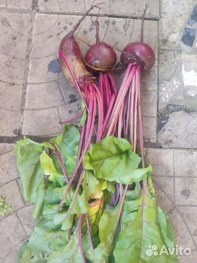 Укроп, свекла, кабачки, мята, лук