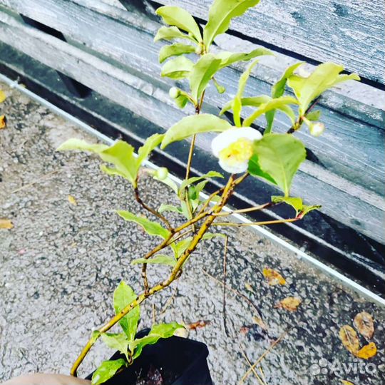 Чай, чайные кусты, камелия китайская