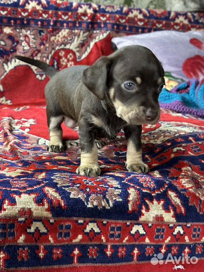 Щенки цвергпинчера