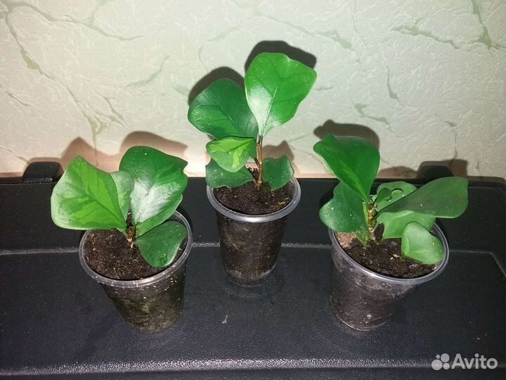 Сортовые фикусы