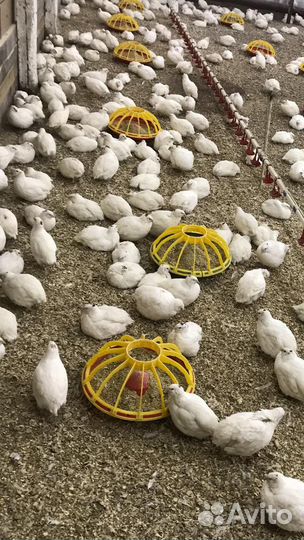 Прибыльная птице ферма цыплят корнишонов