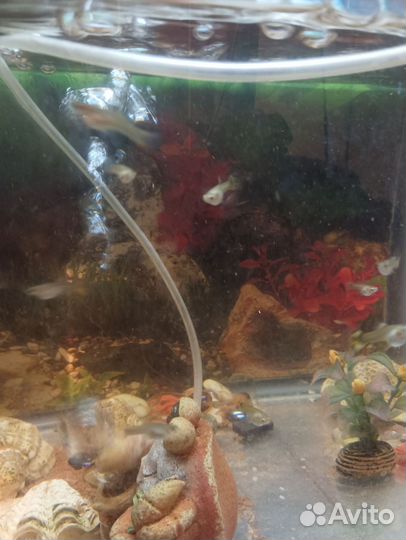 Мальки гуппи