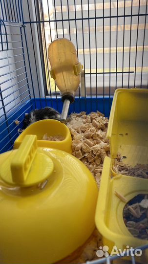 Джунгарский хомяк бесплатно